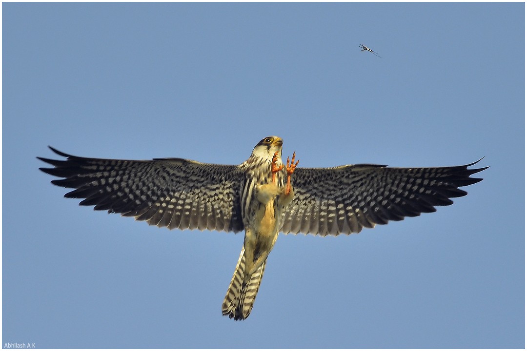 Amur Falcon - ML22480801