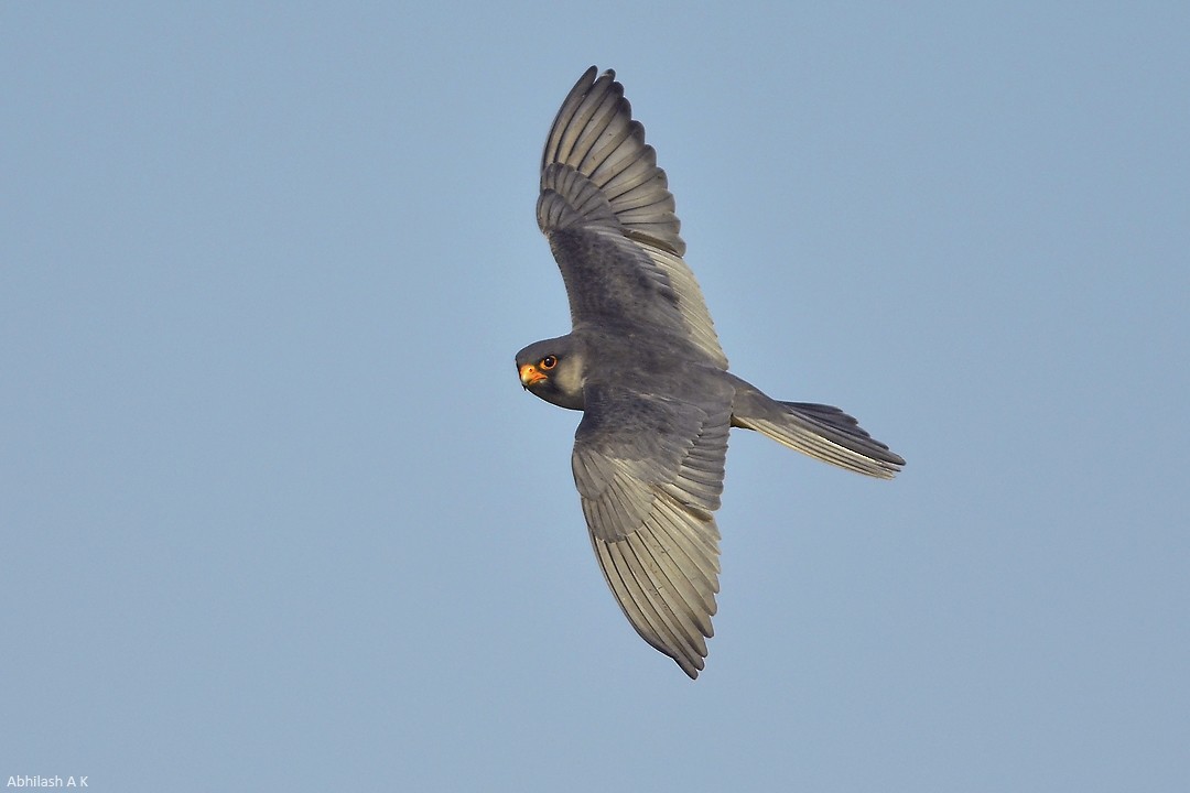 Amur Falcon - ML22480811