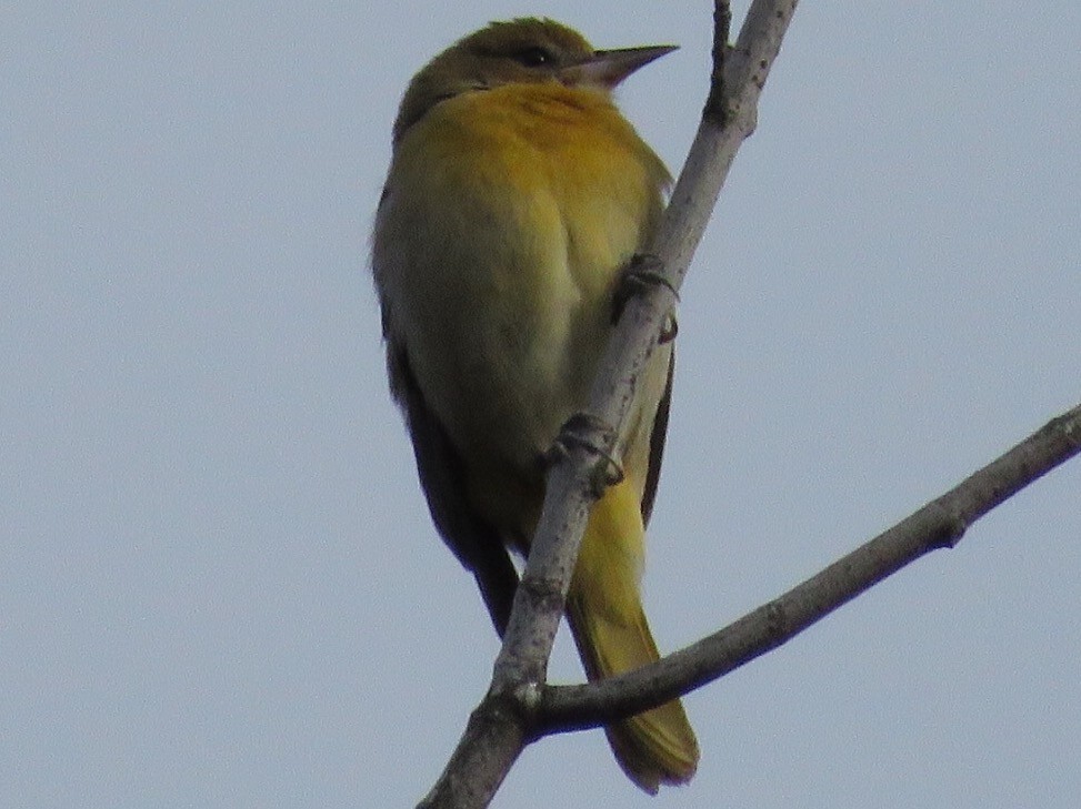 Baltimore Oriole - ML22481101