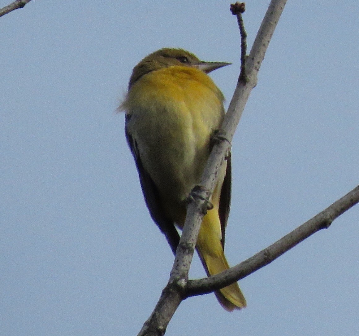 Baltimore Oriole - Jason Rieger