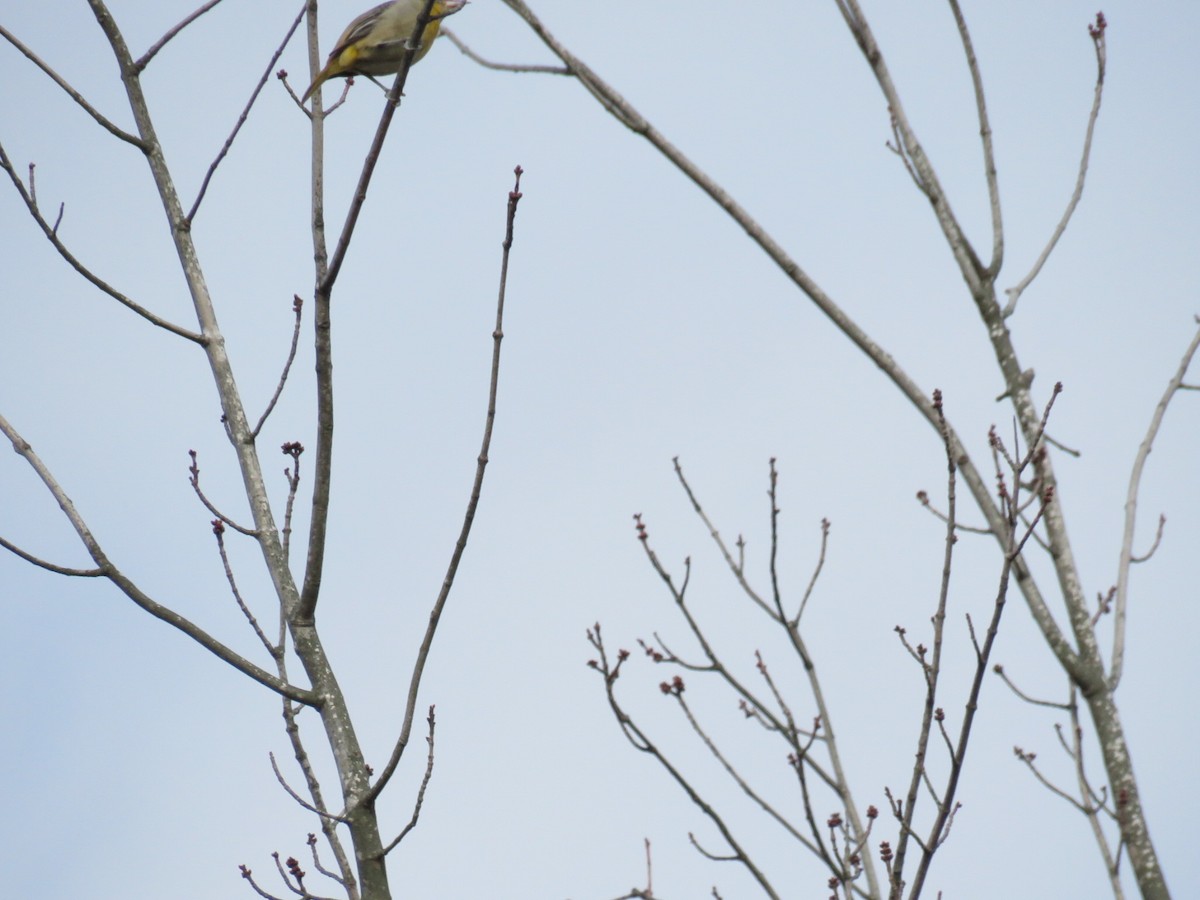 Oriole de Baltimore - ML22481171