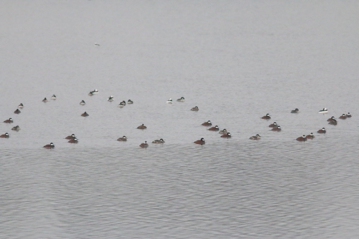 Bufflehead - ML224816711