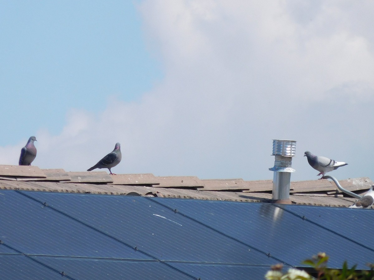 Rock Pigeon (Feral Pigeon) - ML224816751