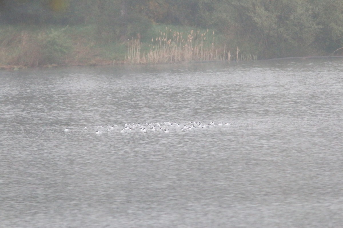 Bonaparte's Gull - ML224817061