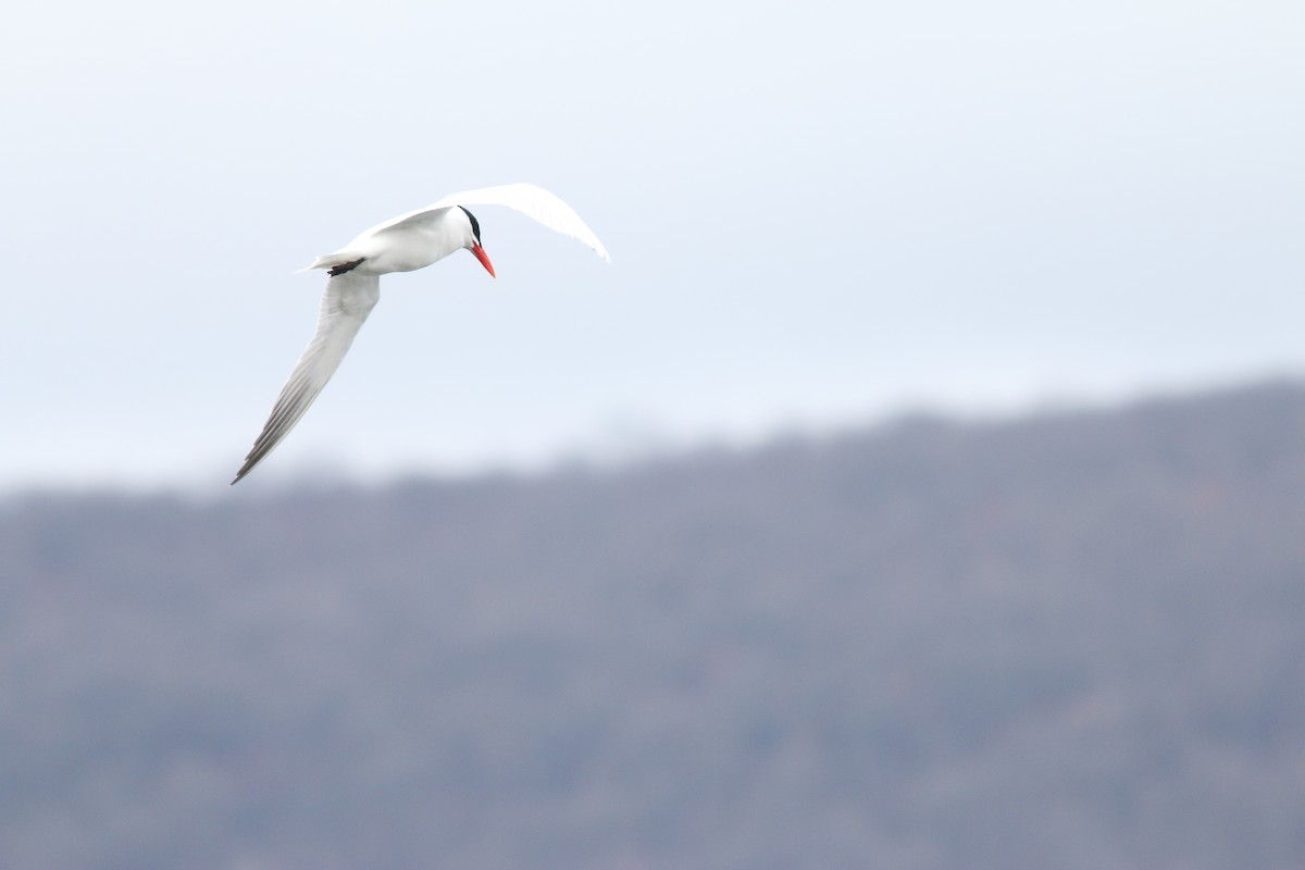 Caspian Tern - ML224817161