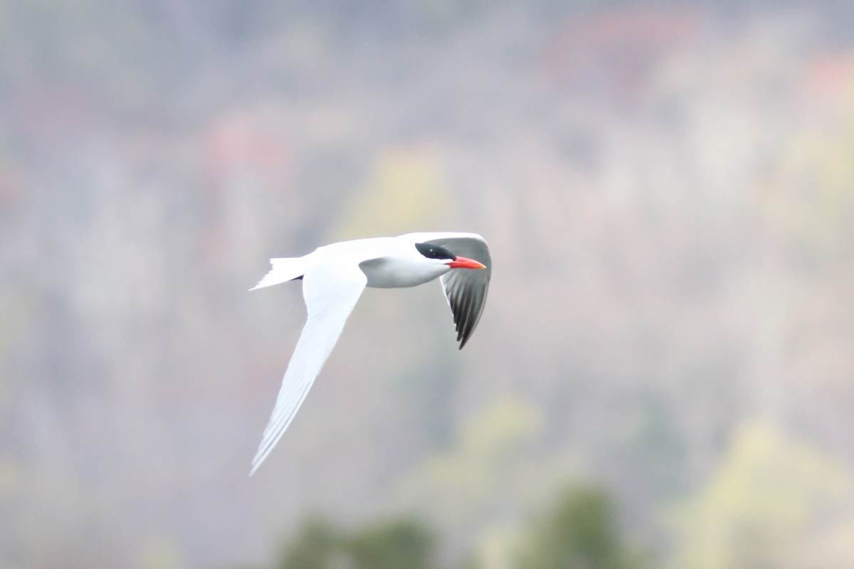 Caspian Tern - ML224817321