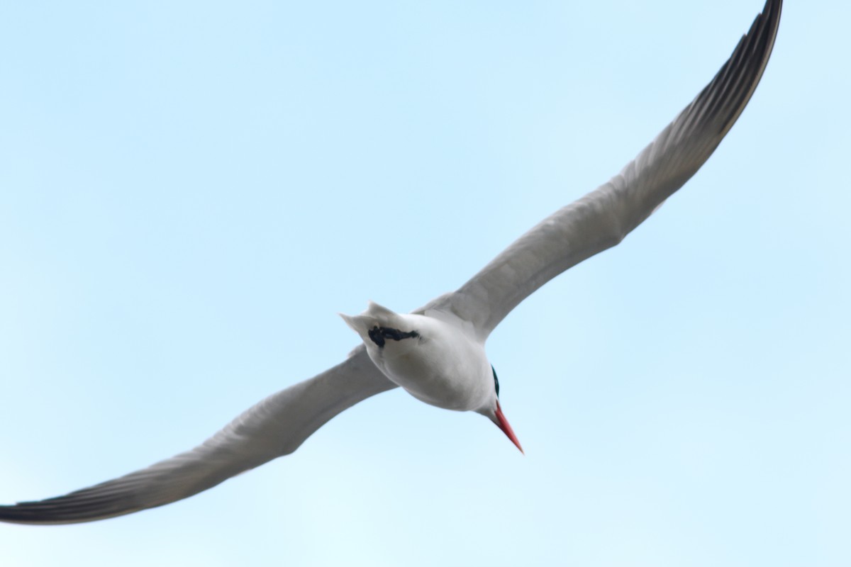 Caspian Tern - ML224817381