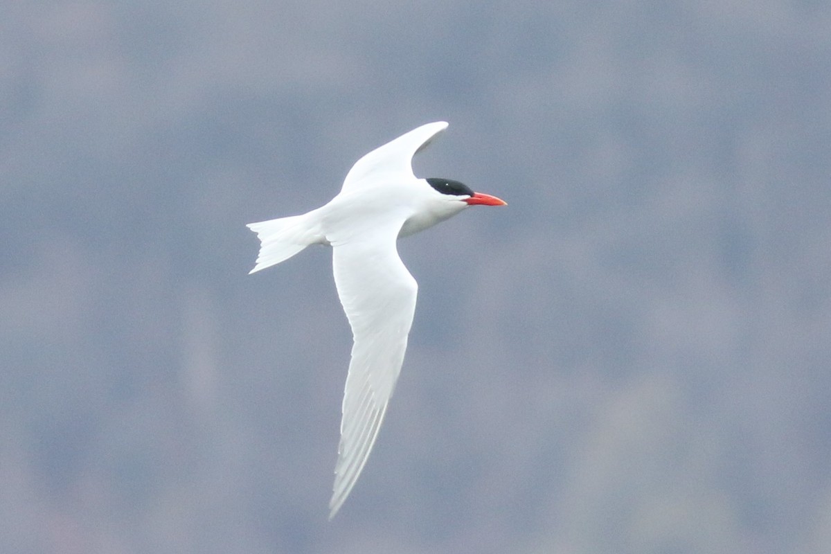 Caspian Tern - ML224820641