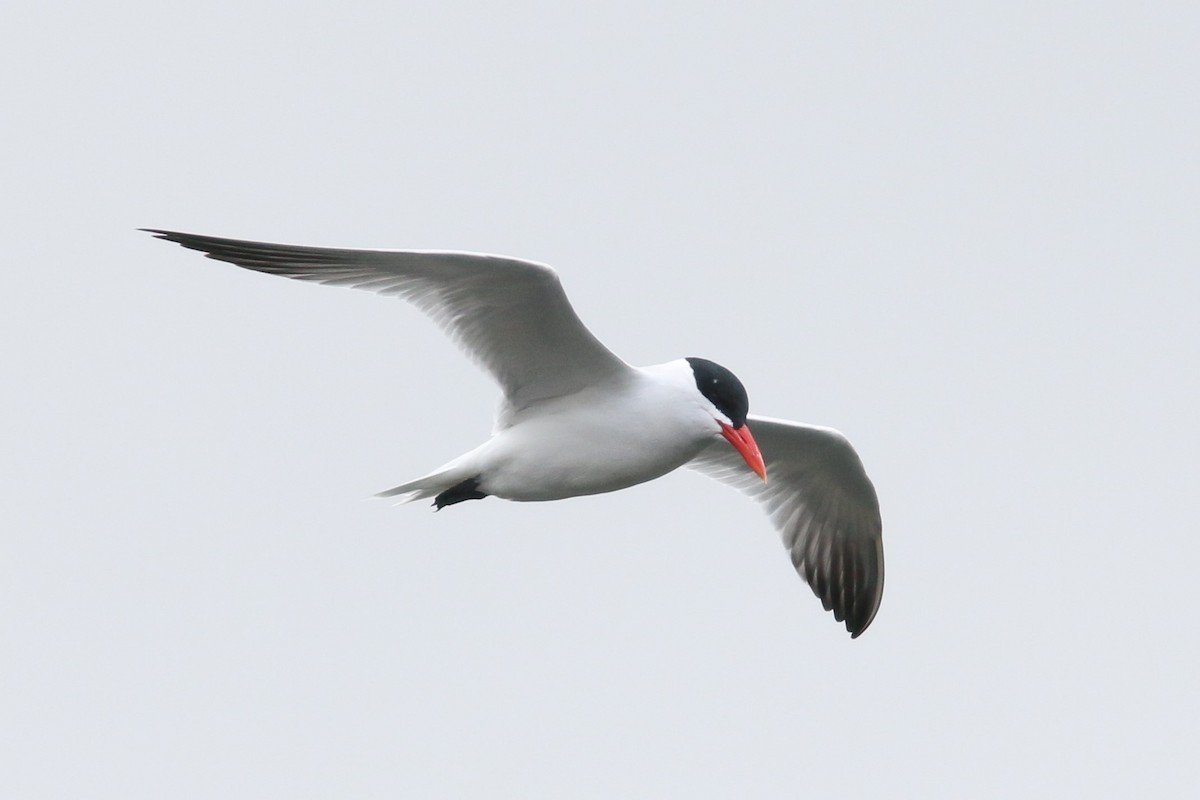 Caspian Tern - ML224820661