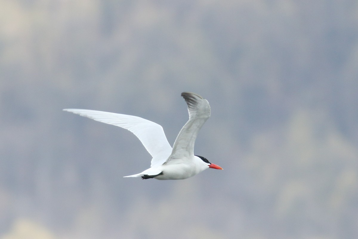 Caspian Tern - ML224820691