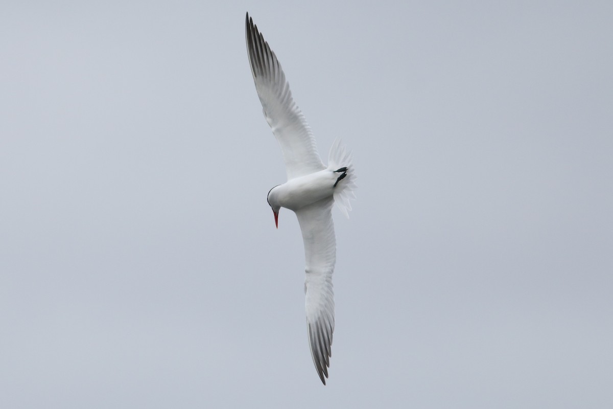 Caspian Tern - Dan Altif