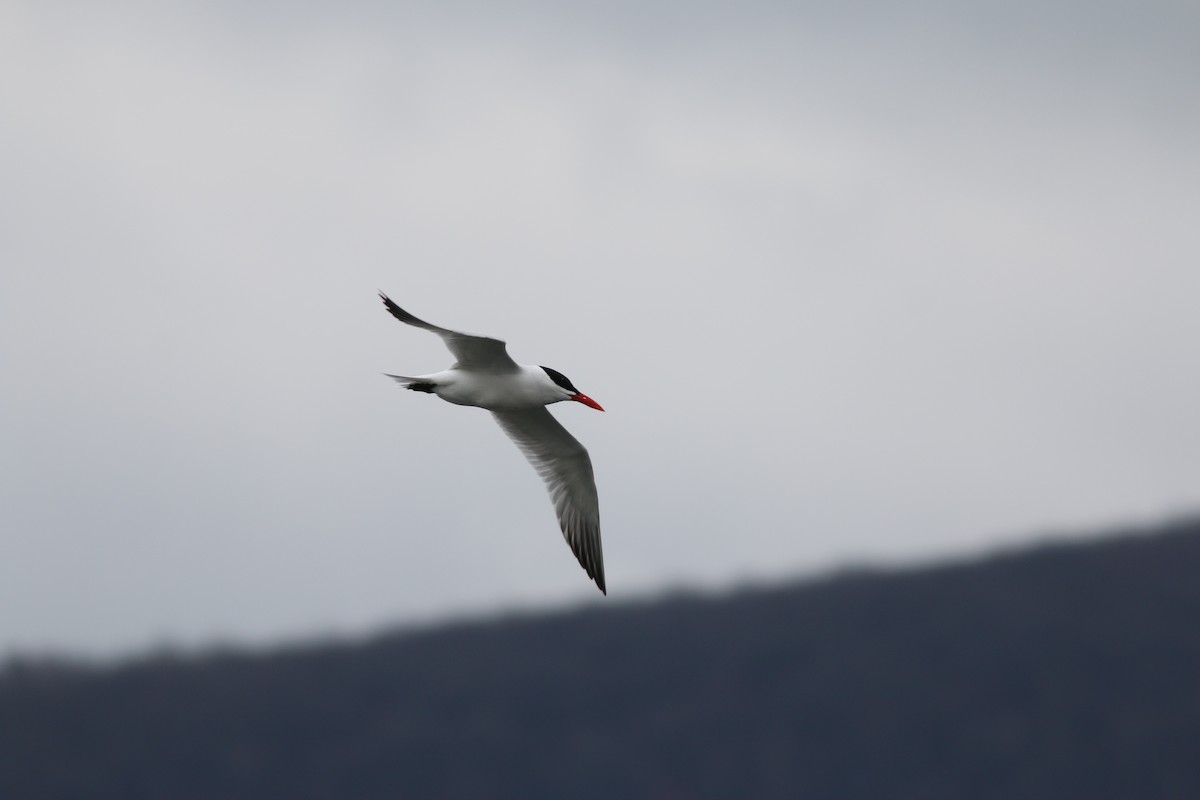 Caspian Tern - ML224820801