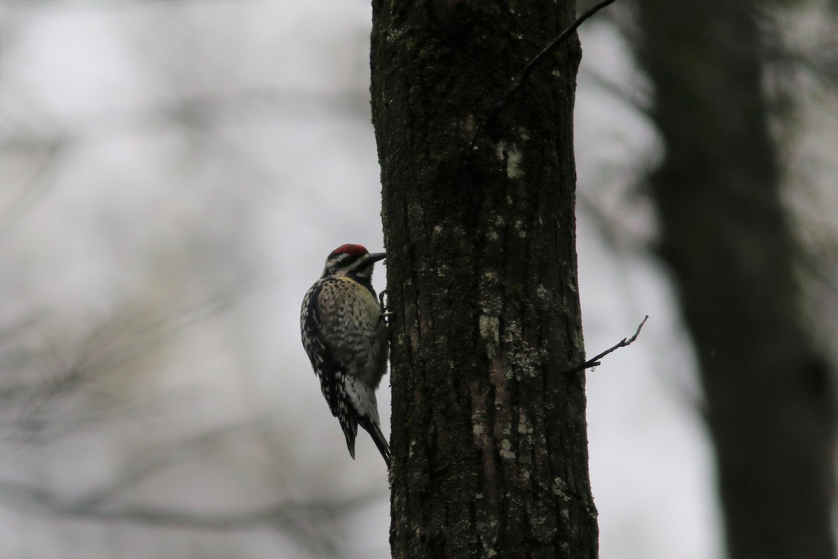 Yellow-bellied Sapsucker - ML224821521