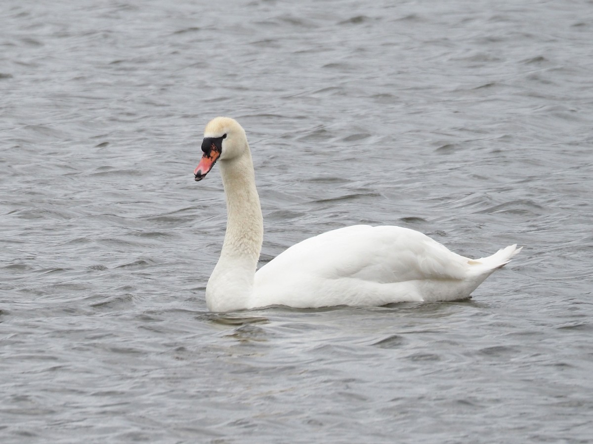 Mute Swan - ML224821561