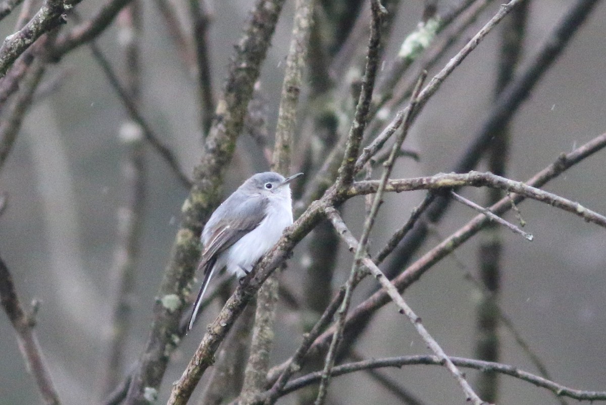 Blue-gray Gnatcatcher - Dan Altif