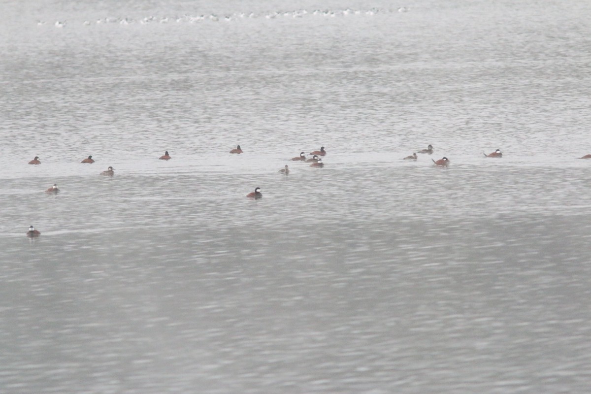 Ruddy Duck - ML224823451