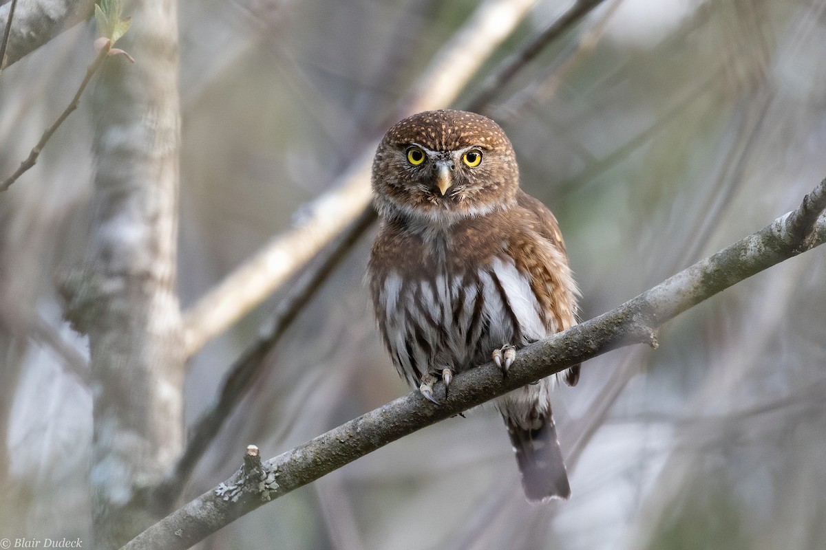 Northern Pygmy-Owl (Pacific) - Blair Dudeck