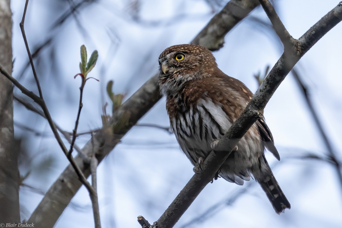 Northern Pygmy-Owl (Pacific) - Blair Dudeck