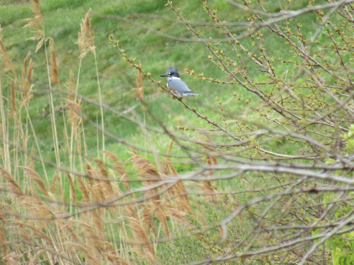 Belted Kingfisher - ML224824871