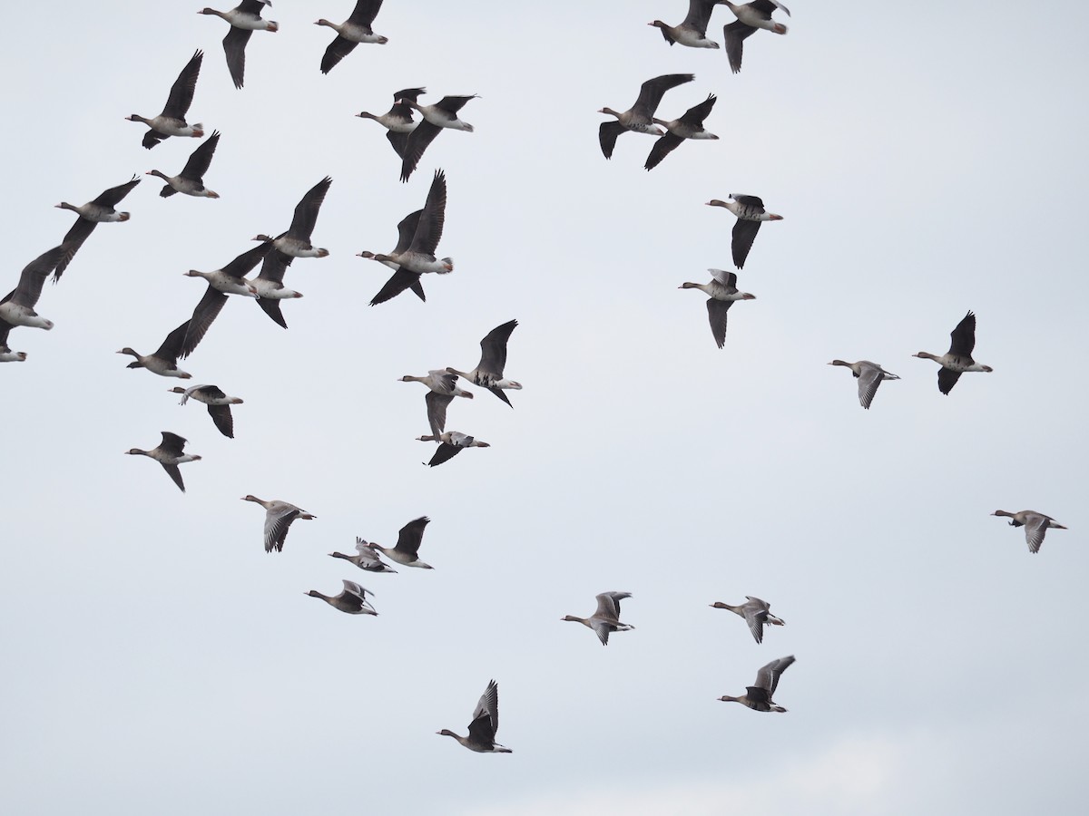 Greater White-fronted Goose - ML224826961