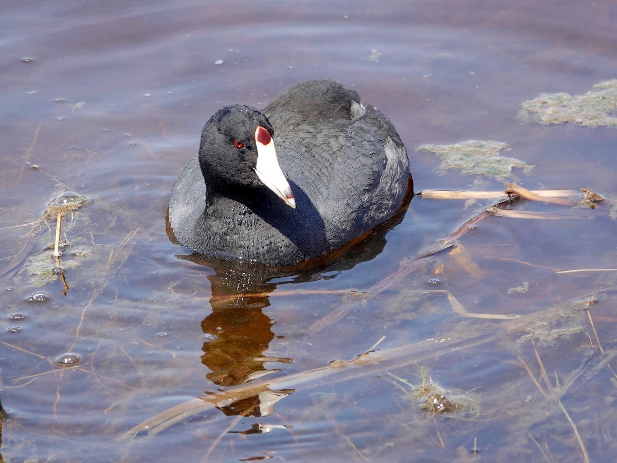 American Coot - ML224827381