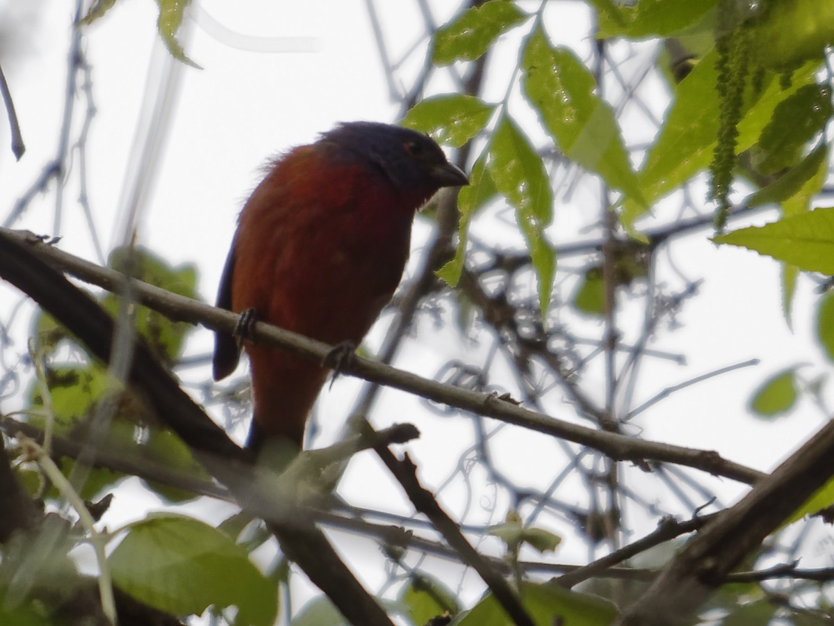 Painted Bunting - ML224828111