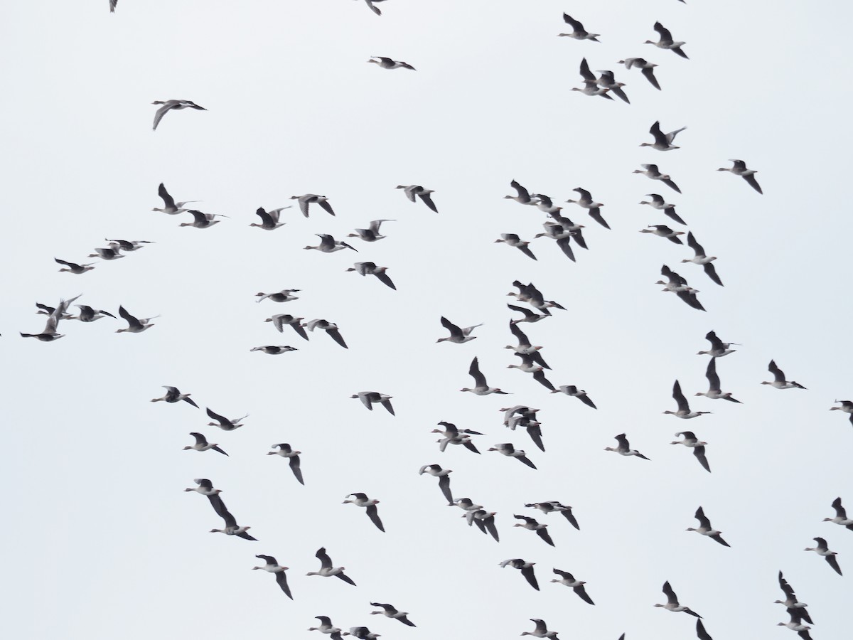 Greater White-fronted Goose - ML224828671