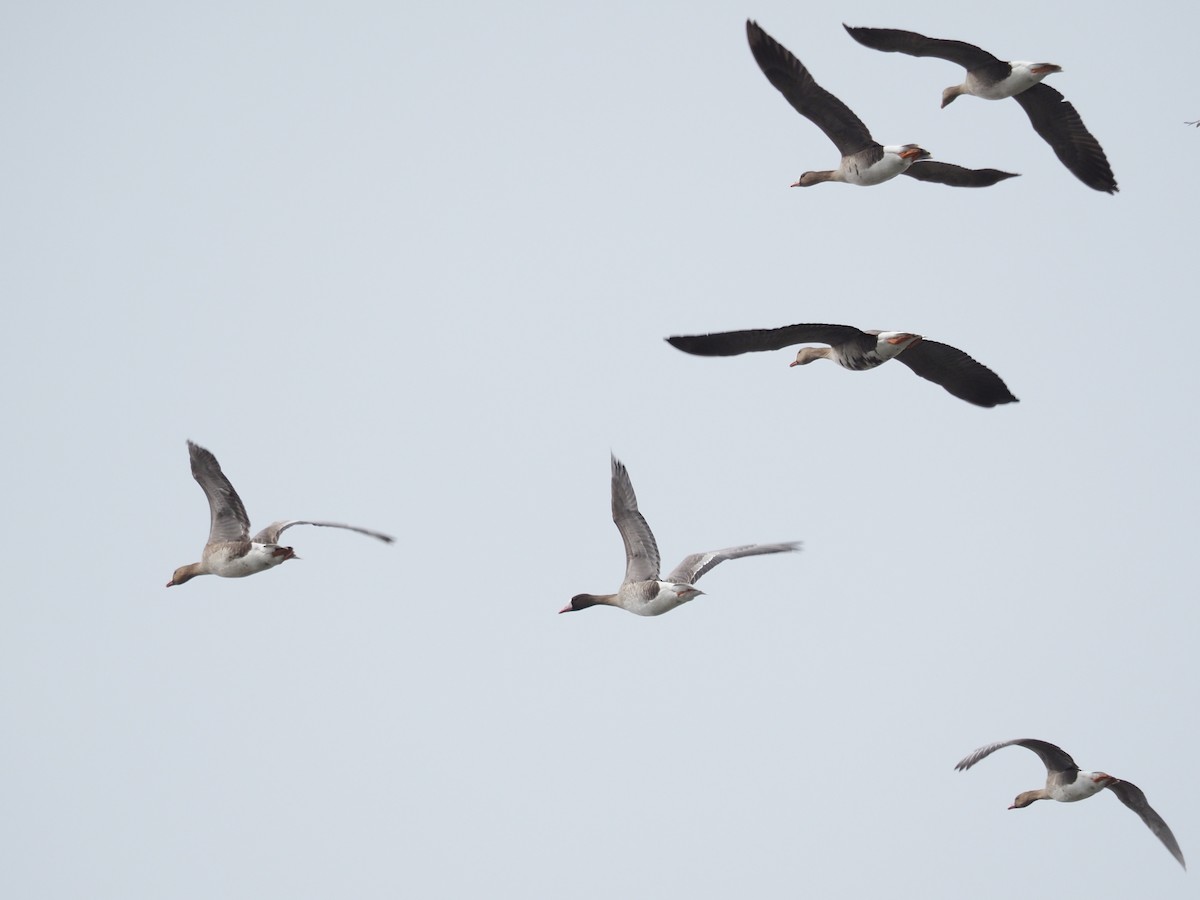 Greater White-fronted Goose - ML224828801