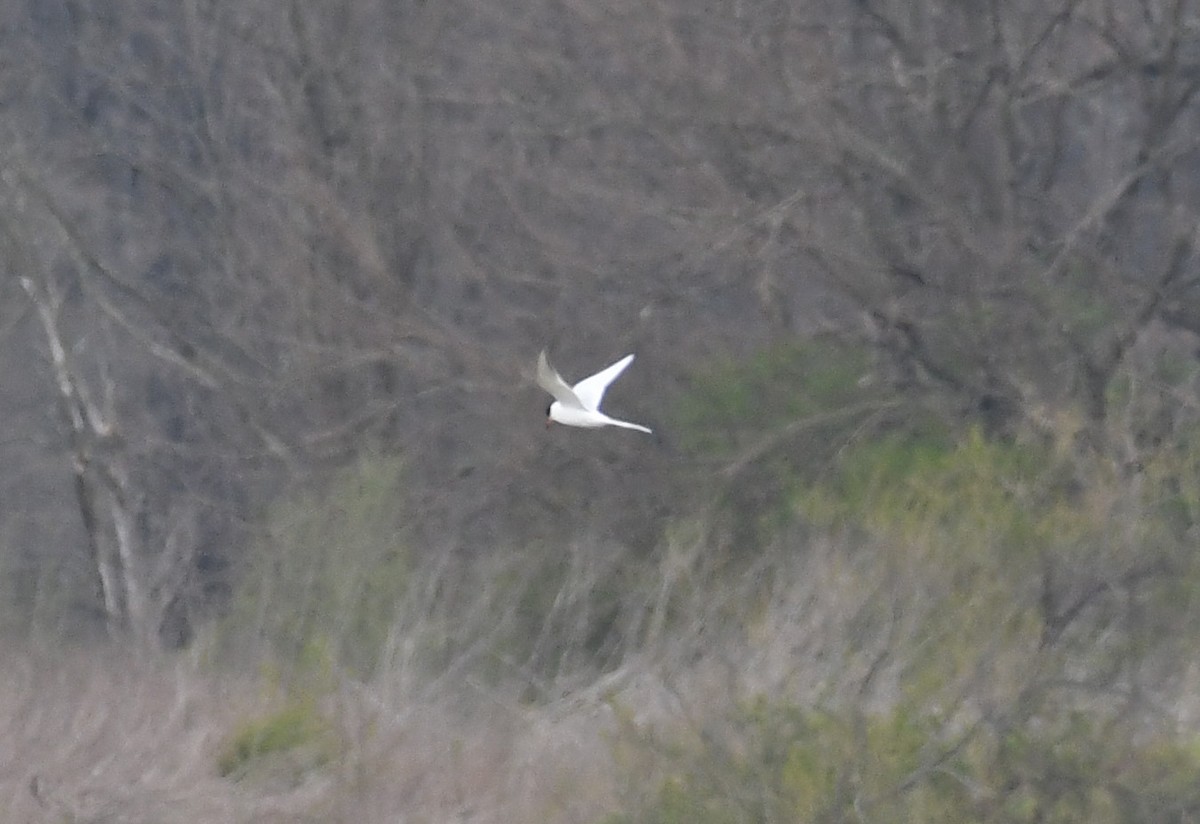 Forster's Tern - joe wolf