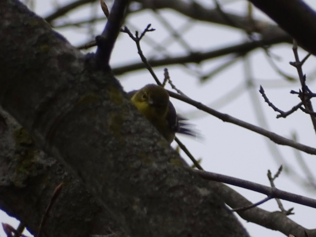 Pine Warbler - ML224830531