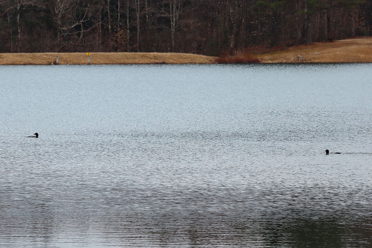 Common Loon - ML224830861