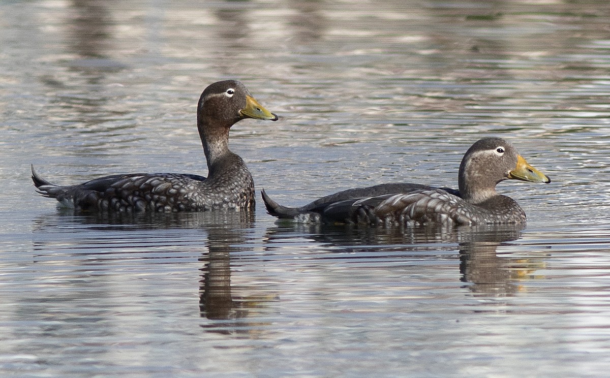 Flying Steamer-Duck - ML224831881