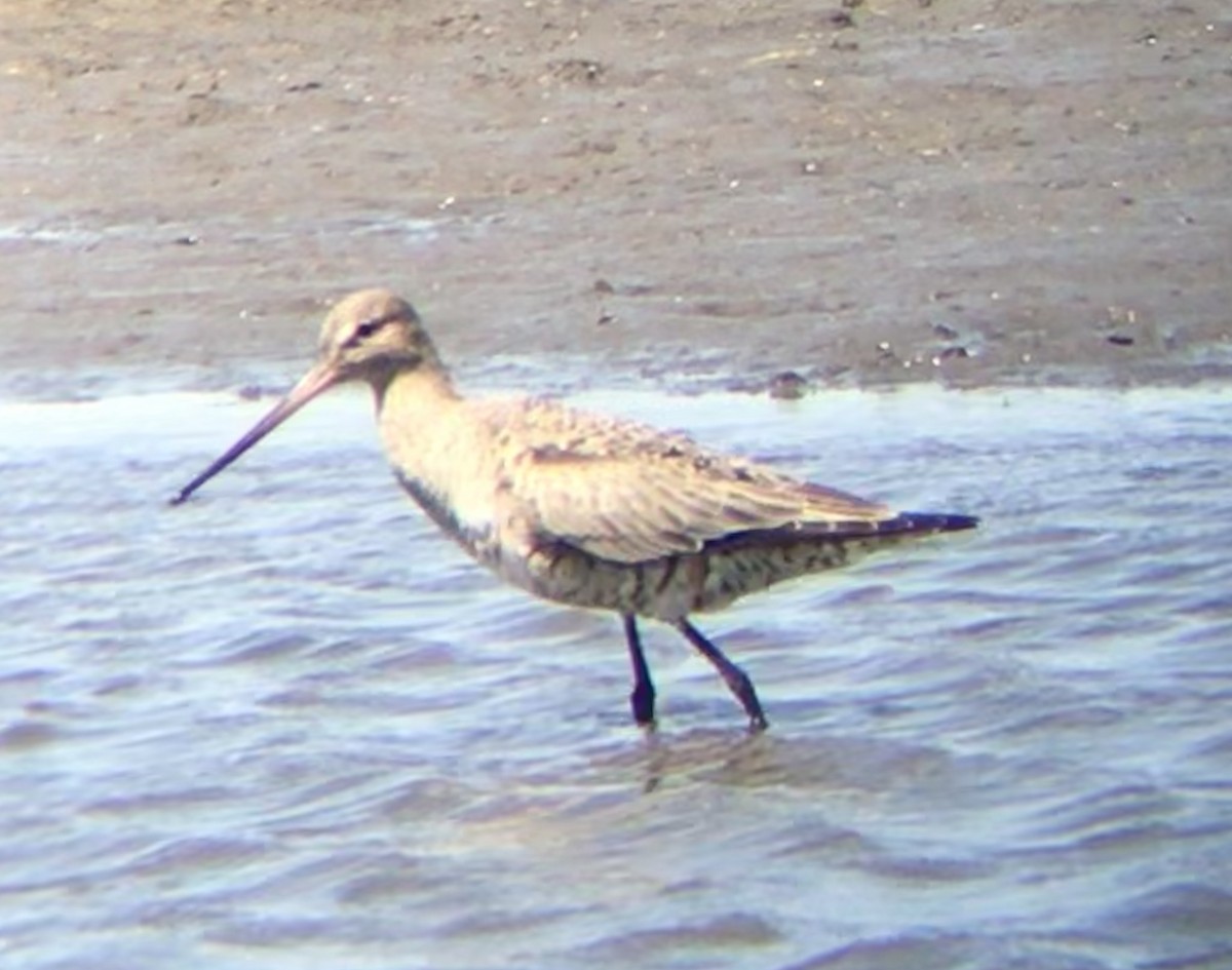 Hudsonian Godwit - ML224831971