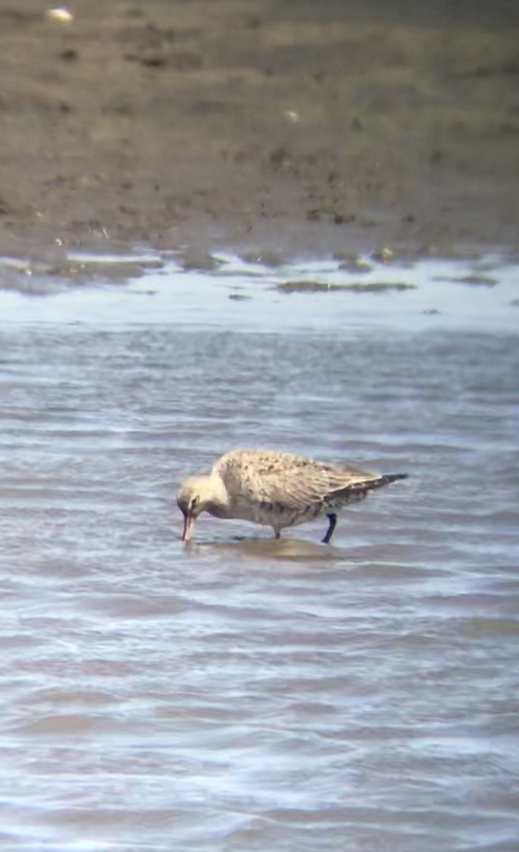 Hudsonian Godwit - ML224832011