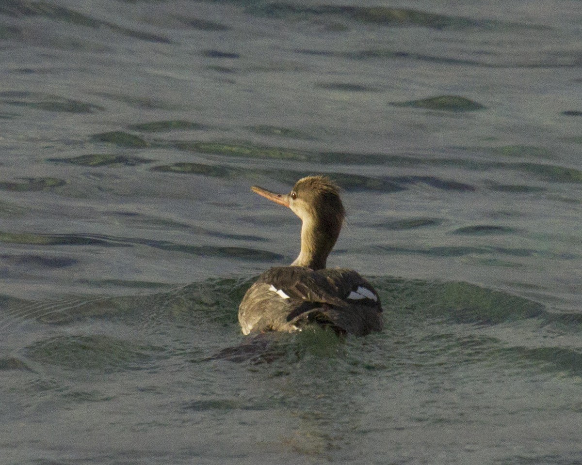 Red-breasted Merganser - ML224832231