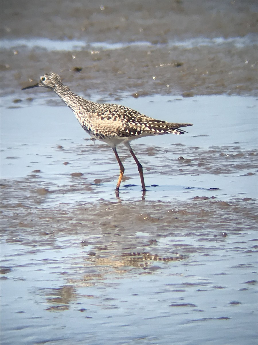 Lesser Yellowlegs - ML224832341