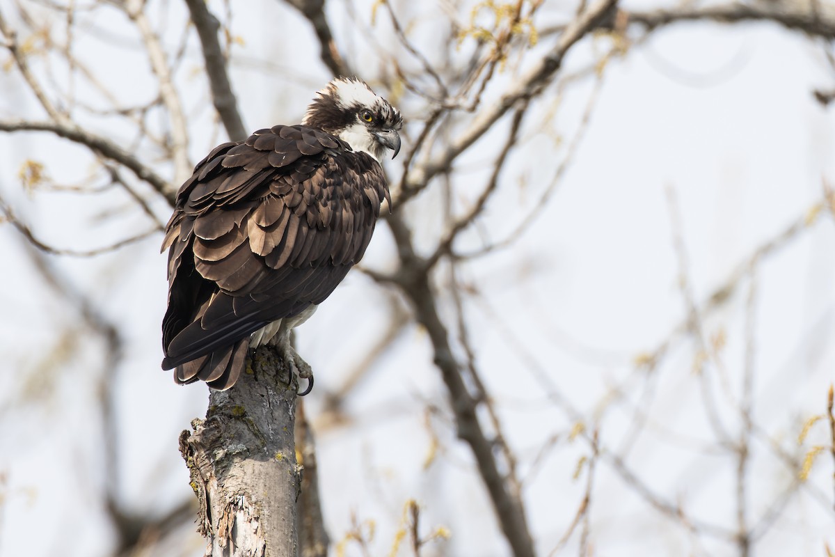 Osprey - ML224834261