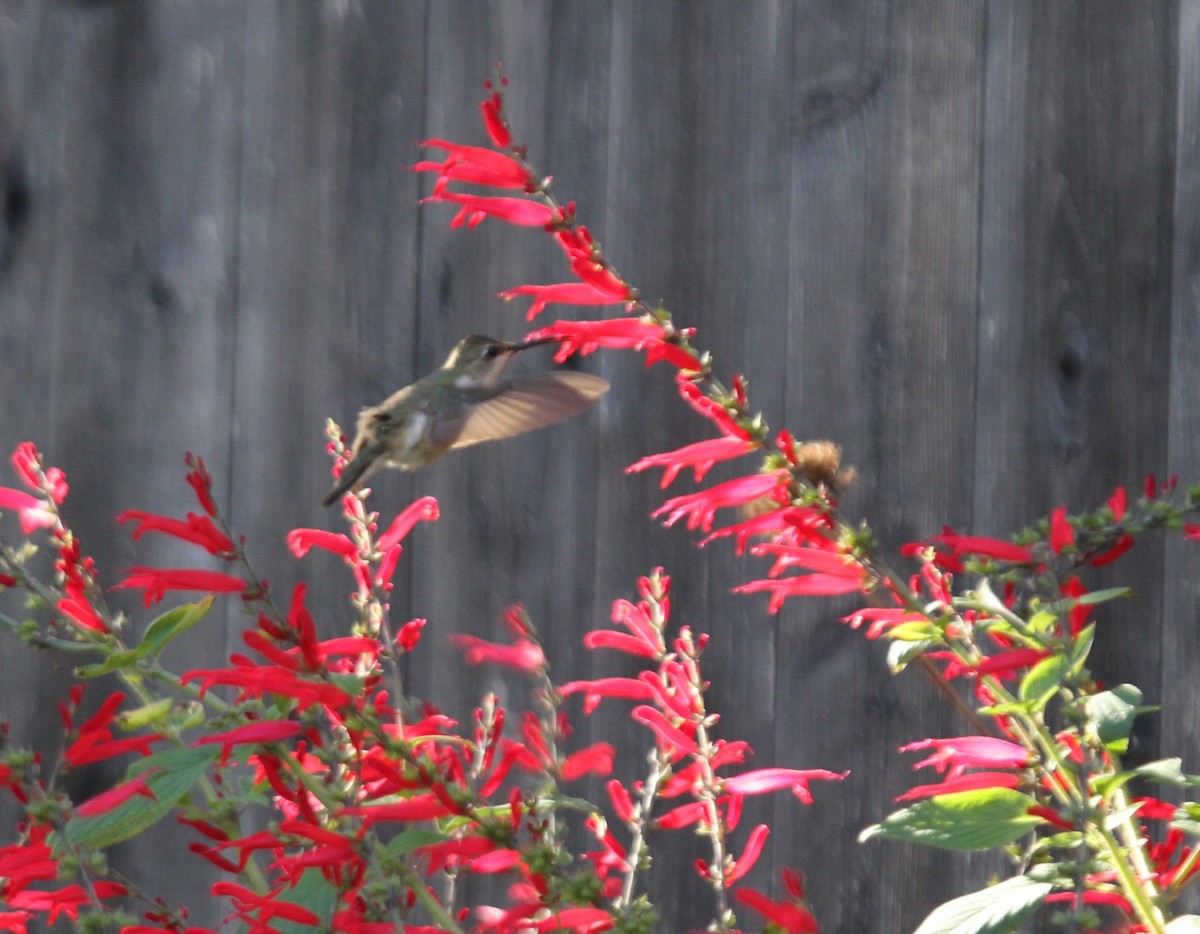 Black-chinned Hummingbird - Bob Stymeist