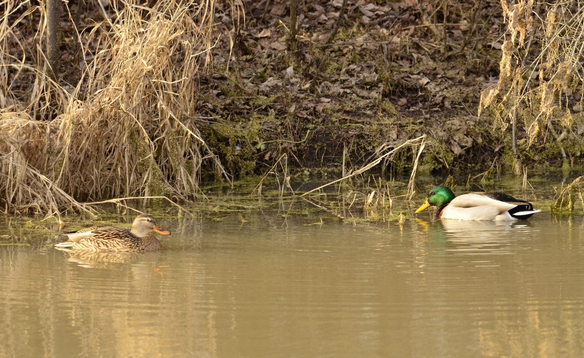 Mallard - Ken Beckley