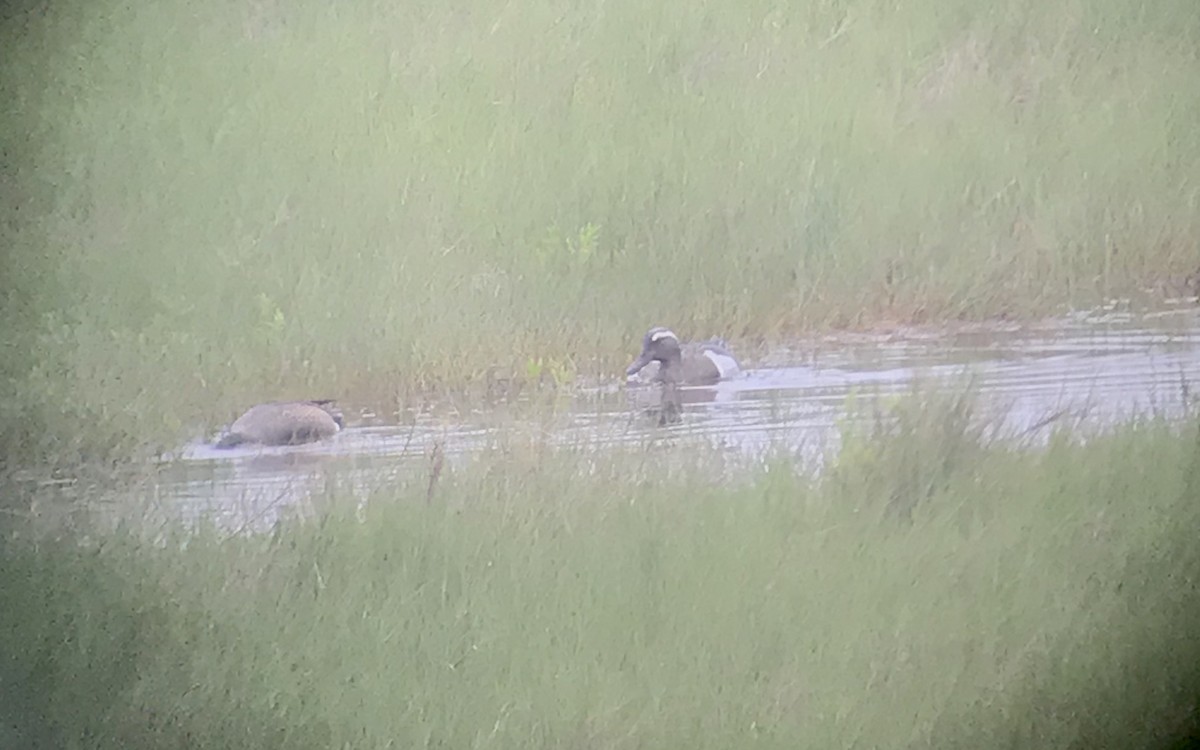 Knäkente - ML224835381