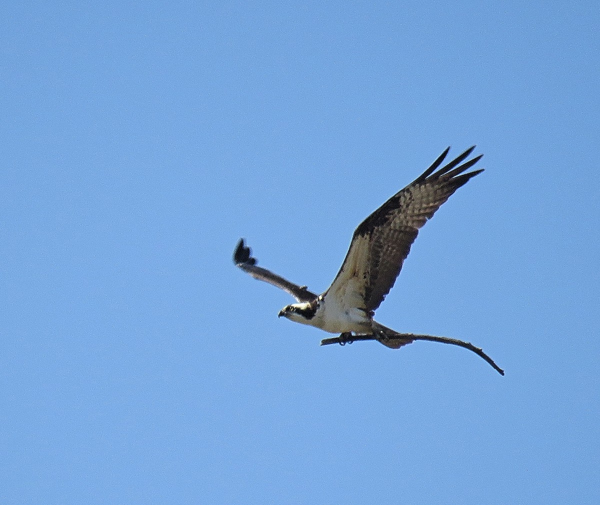 Osprey - ML224836151