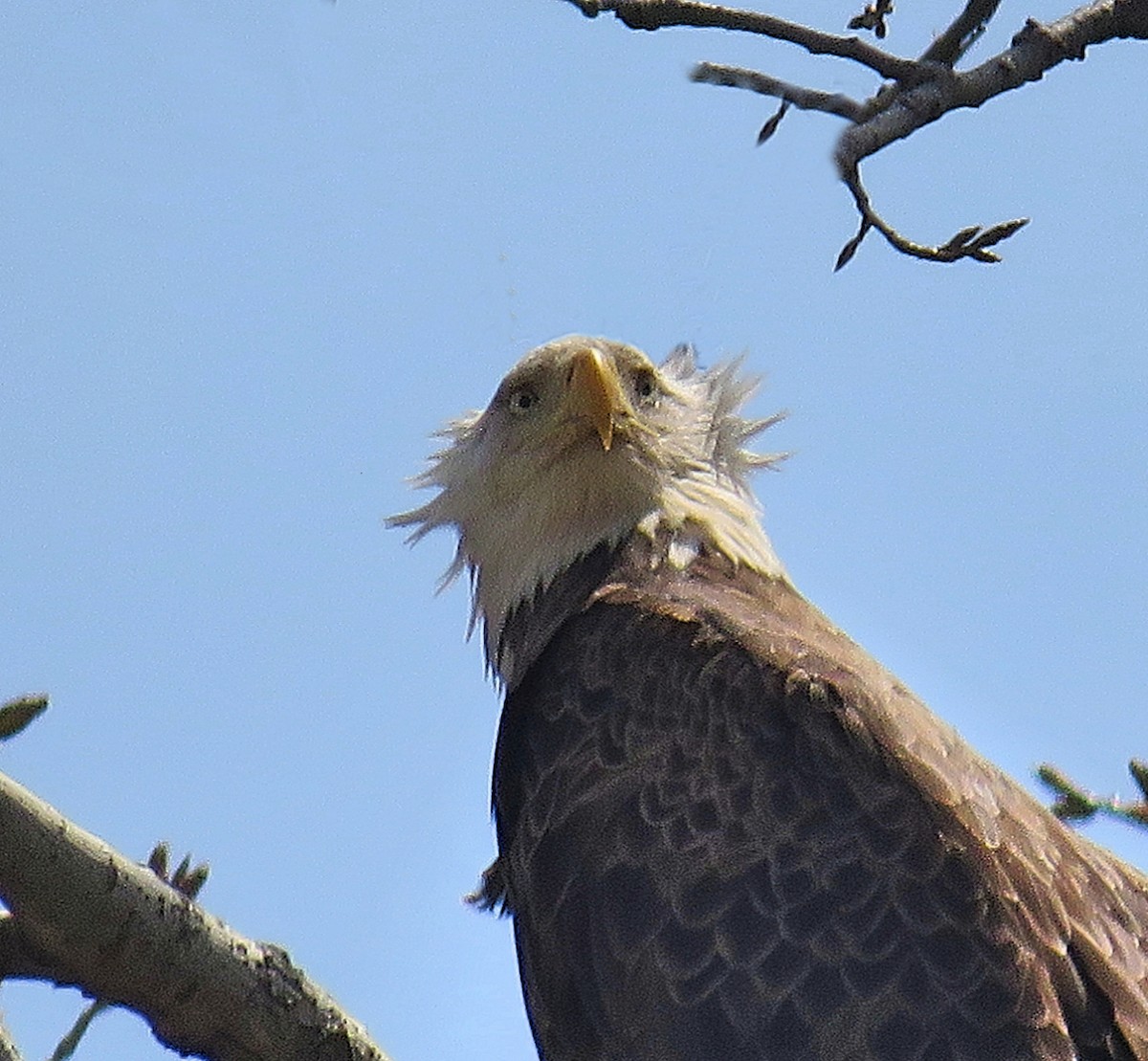 Bald Eagle - ML224836341
