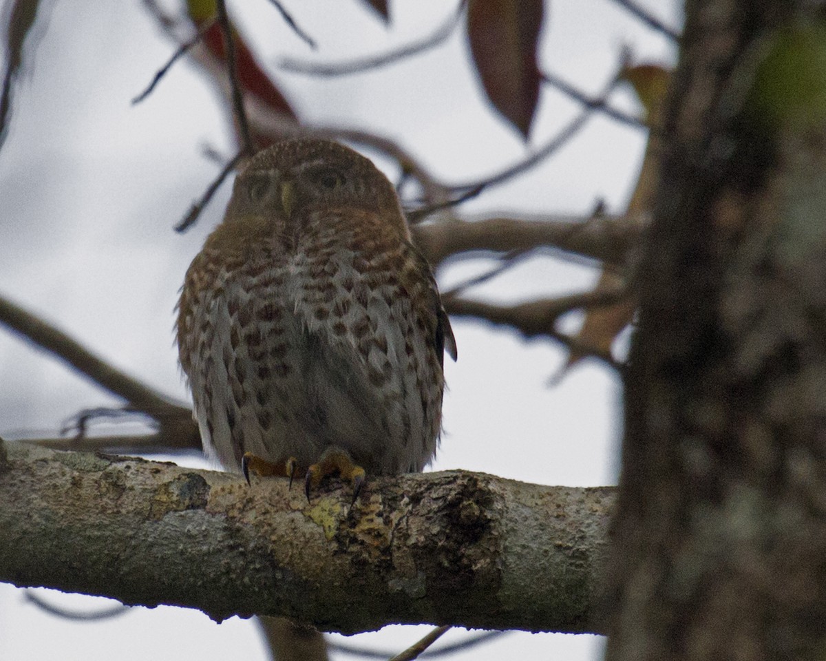 Cuban Pygmy-Owl - ML224838611