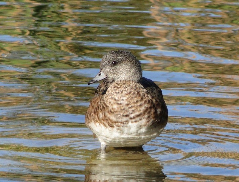 American Wigeon - Gillian Mastromatteo