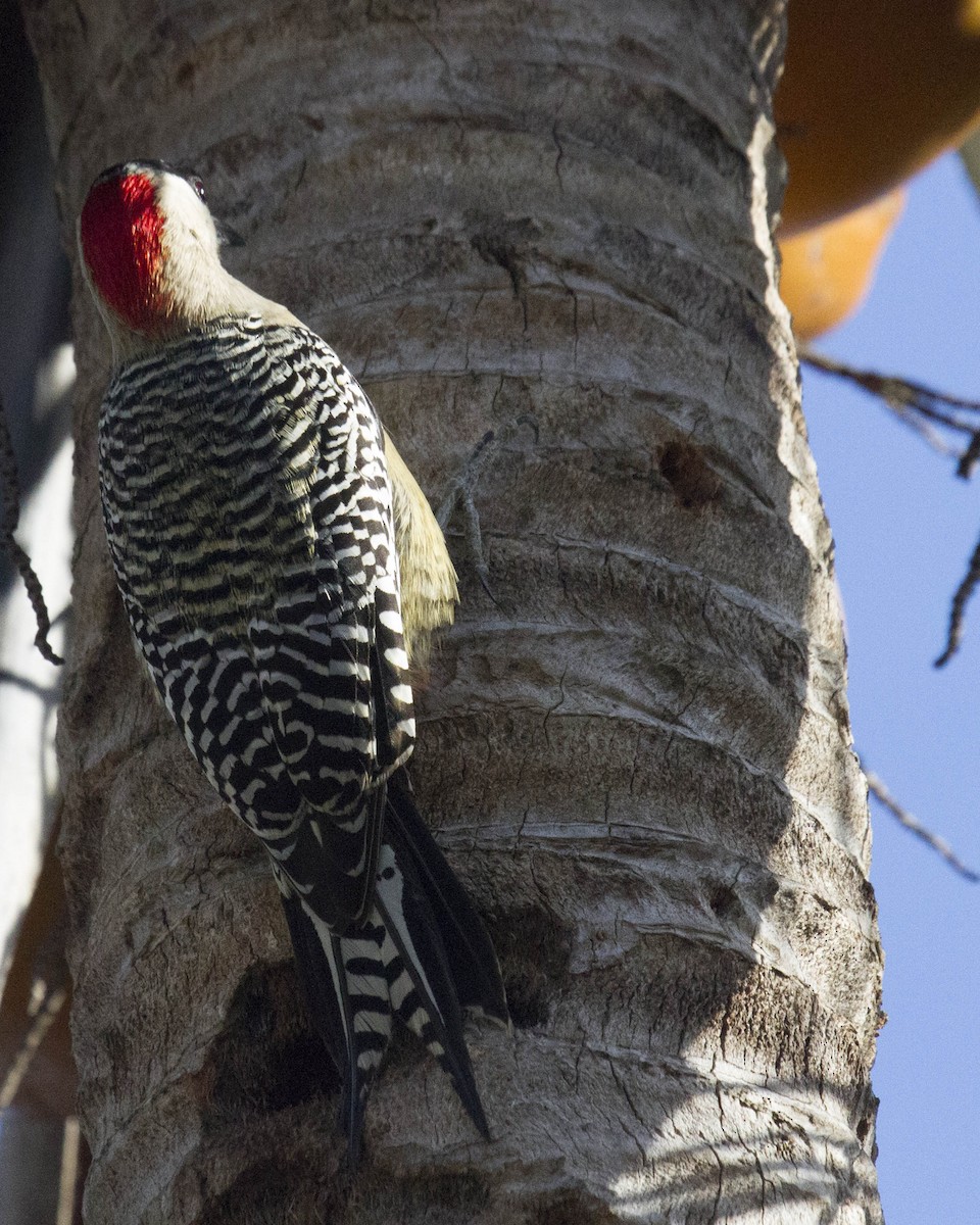 West Indian Woodpecker - ML224840971