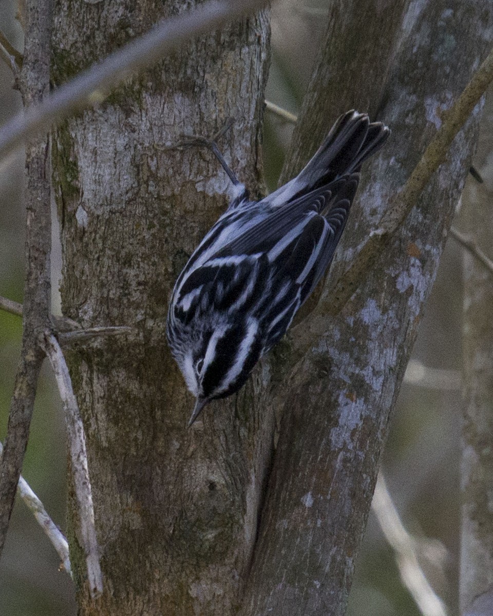 Black-and-white Warbler - ML224841081