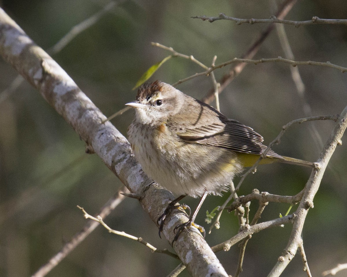 Palm Warbler - ML224841171