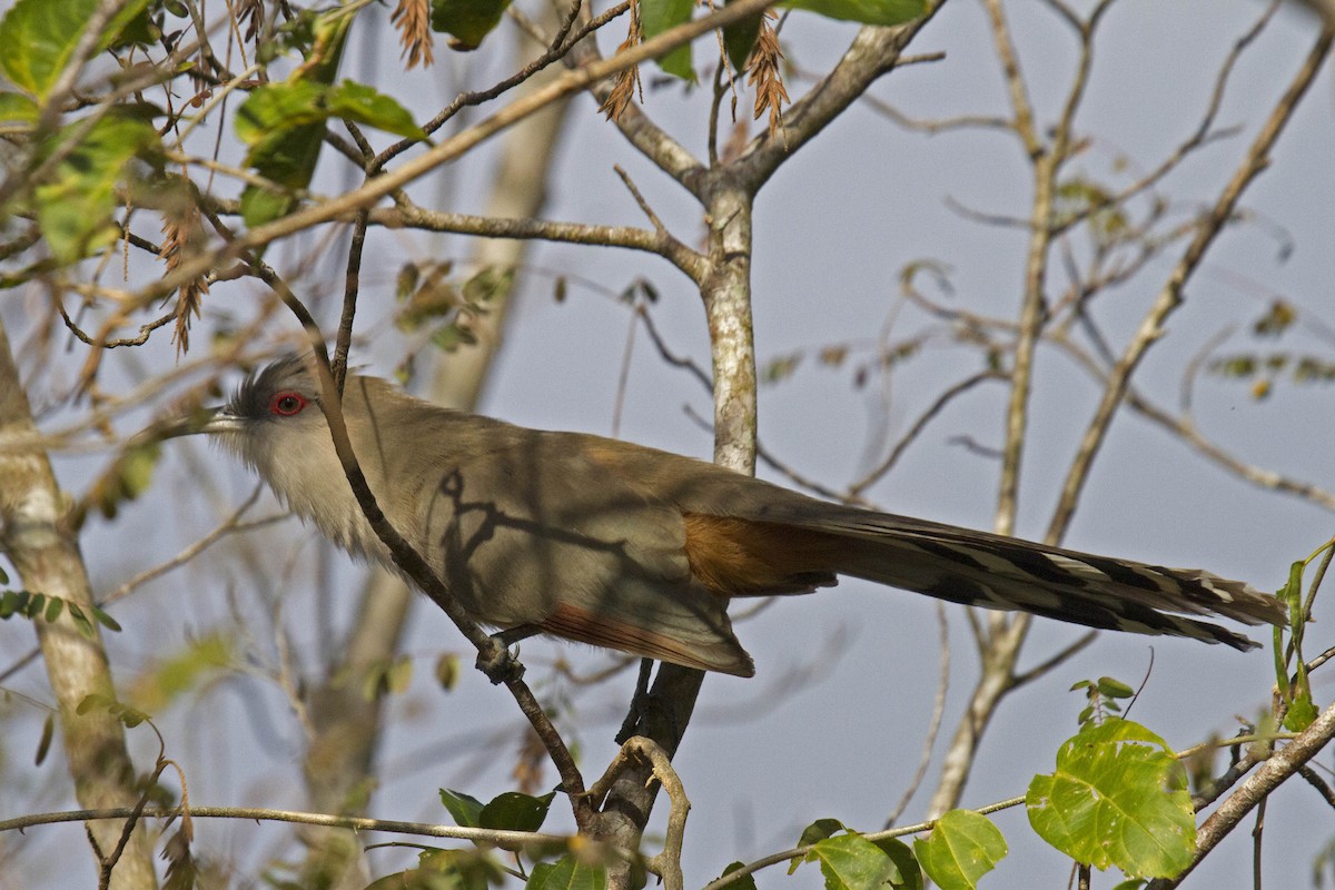 Great Lizard-Cuckoo (Cuban) - ML224841321