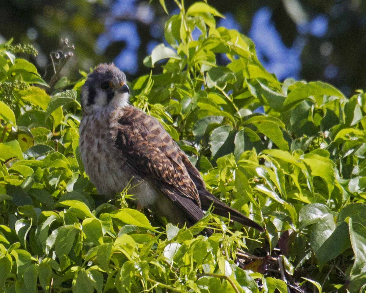 American Kestrel (Northern) - Dixie Sommers