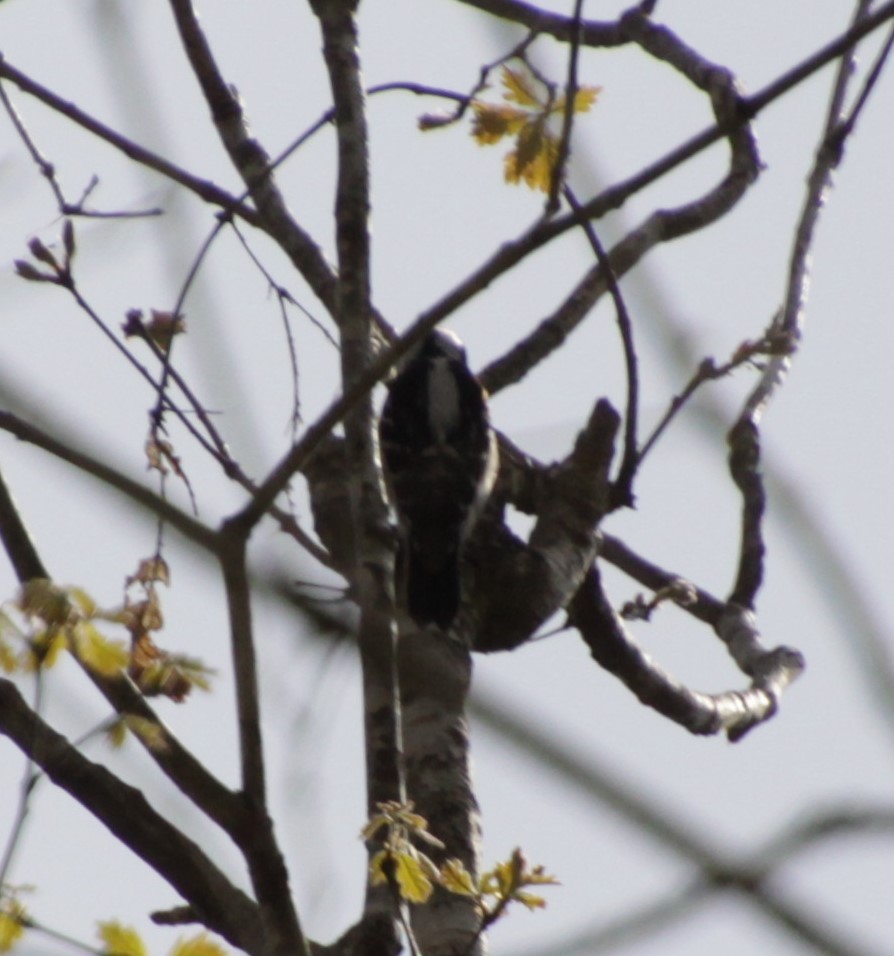 Downy Woodpecker - Kathy Richardson